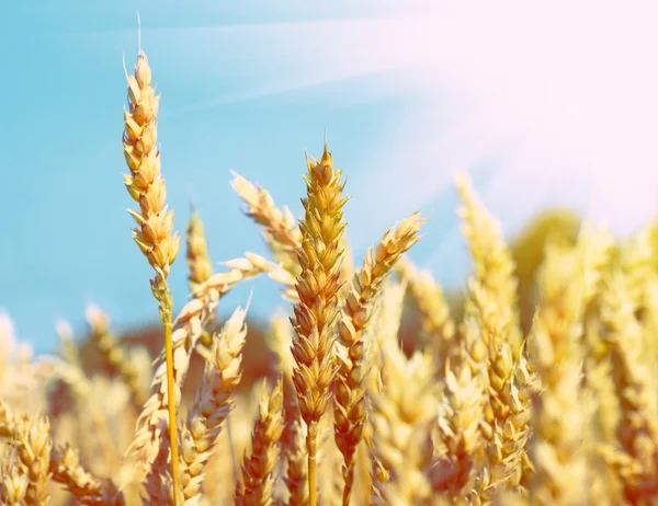 Yellow spikelets on the field — Stock Photo, Image