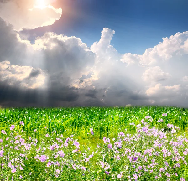 Green grass on the field — Stock Photo, Image