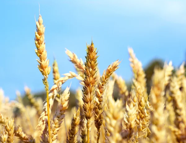 Yellow spikelets on the field — Stock Photo, Image