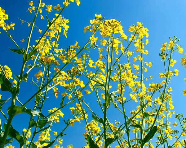Yellow flowers with the sky — Stock Photo, Image