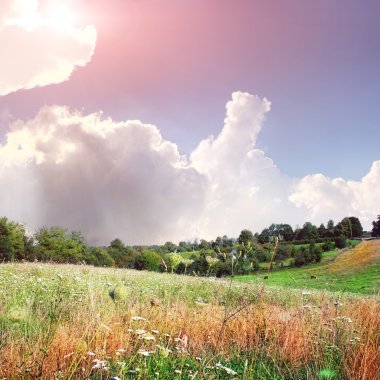 beyaz çiçekli yeşil alan