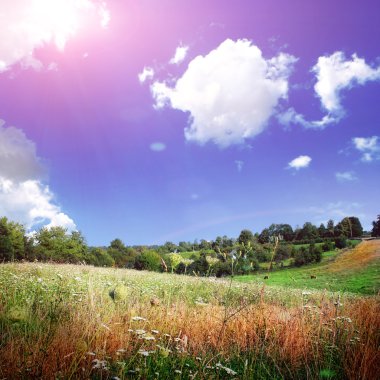 beyaz çiçekli yeşil alan