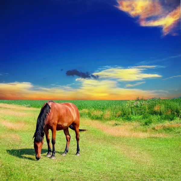 Лошадь на зеленом поле — стоковое фото