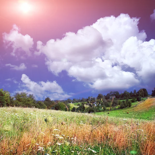 Campo verde con i fiori bianchi — Foto Stock