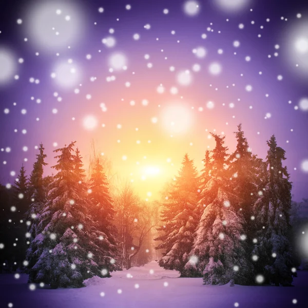 Hermoso paisaje de invierno con árboles de Navidad — Foto de Stock