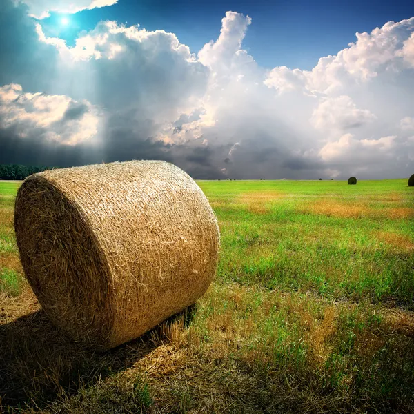 Yellow field with the sky — Stock Photo, Image