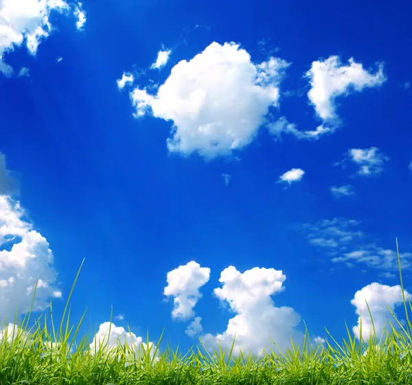 Grama verde com o céu — Fotografia de Stock