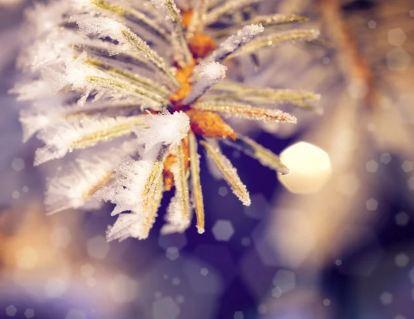 Krásné vánoční stromečky — Stock fotografie