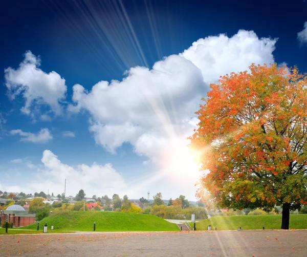 Der farbige Herbstbaum in der Landschaft — Stockfoto