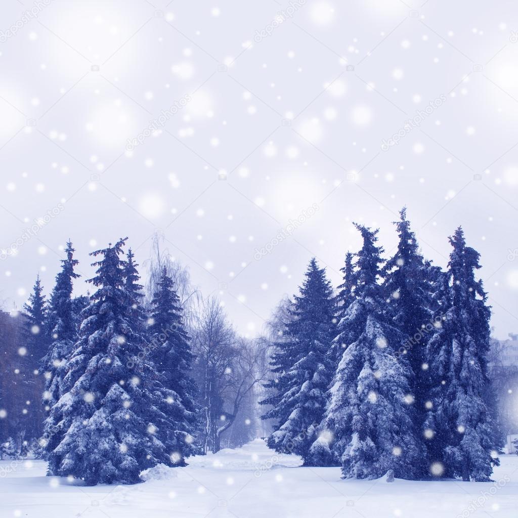 Beautiful winter landscape with Christmass trees