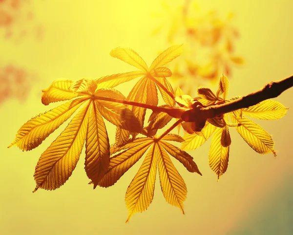 Folhas de castanha no céu bacground — Fotografia de Stock