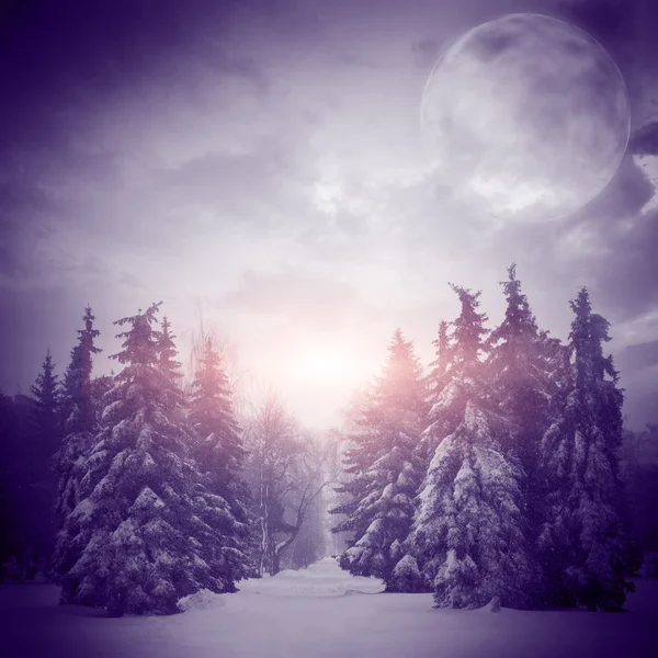 Beautiful winter landscape with Christmass trees — Stock Photo, Image