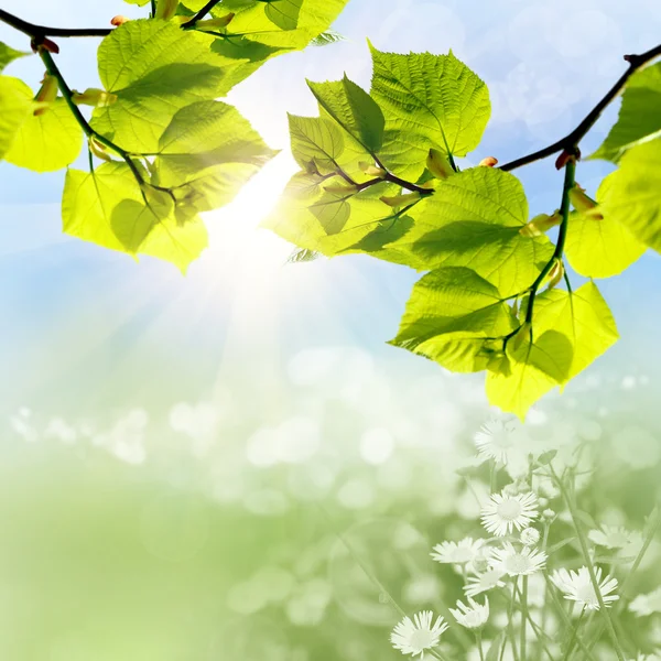 The green leaves and sun on blue sky — Stock Photo, Image