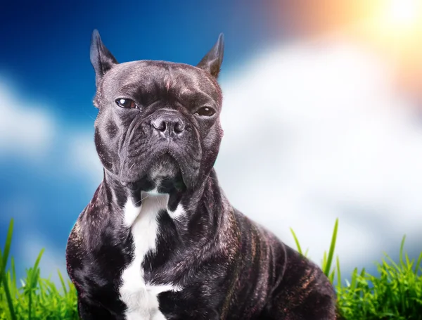 Fransk bulldog på blå bakgrund — Stockfoto