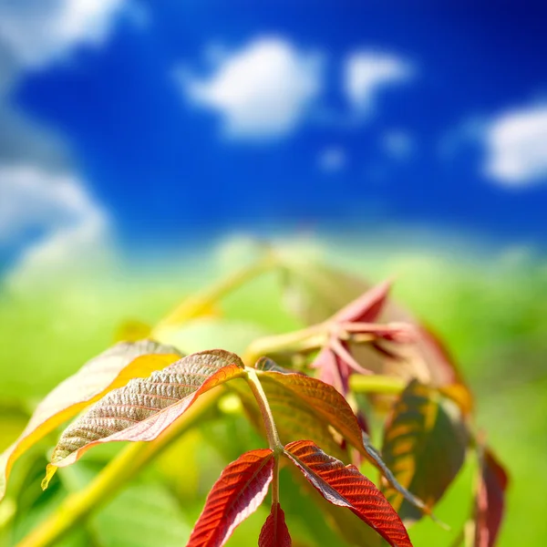 Grüner Sommer Natur Hintergrund mit Blättern — Stockfoto