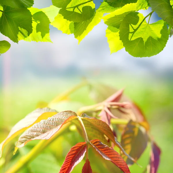 Grüner Sommer Natur Hintergrund mit Blättern — Stockfoto