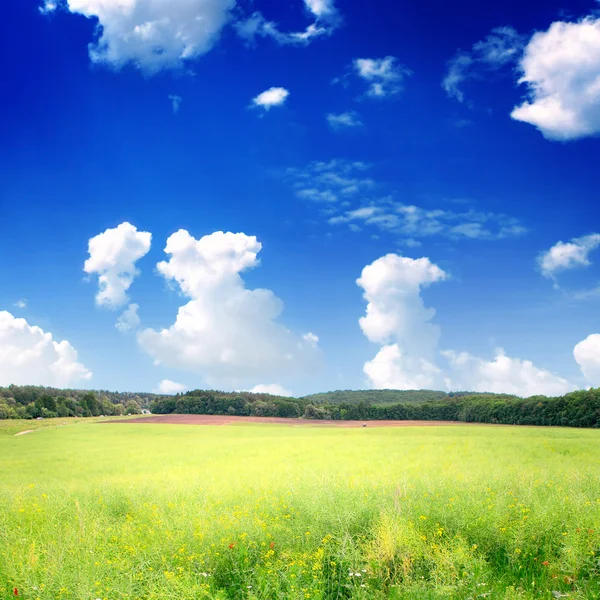 Summer Landscape with Wheat Field and Clouds Royalty Free Stock Images