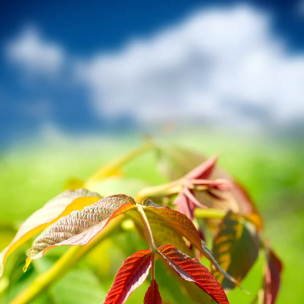 Grüne Sommernatur — Stockfoto