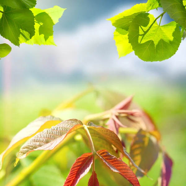 Natureza verde do verão — Fotografia de Stock