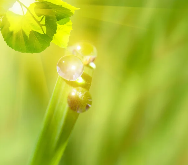 Wassertropfen auf dem Blatt — Stockfoto