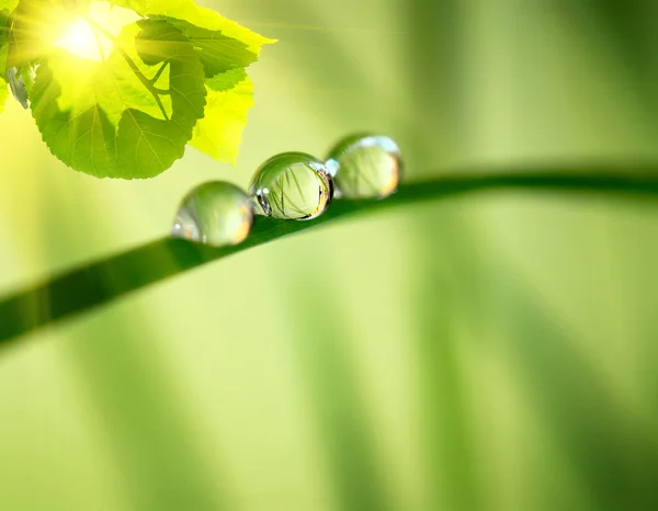 Naturaleza de mañana — Foto de Stock