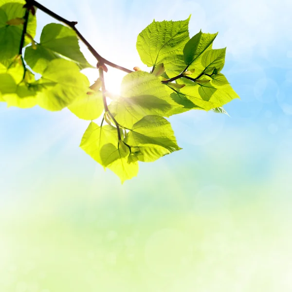 The green leaves — Stock Photo, Image