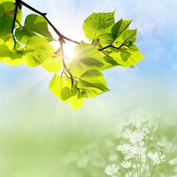 The green leaves — Stock Photo, Image