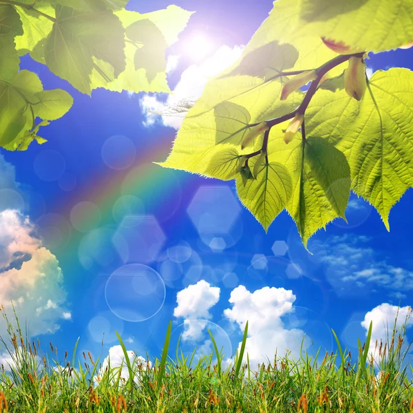 Green leaves and sun — Stock Photo, Image