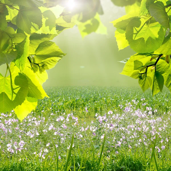 Groene bladeren en zon op blauwe lucht — Stockfoto