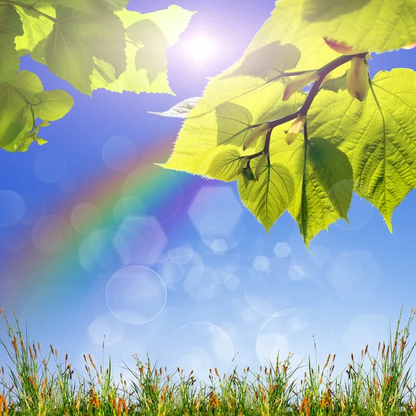 青い空に緑の葉と太陽 — ストック写真