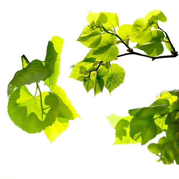 Tree leafs on the white background — Stock Photo, Image