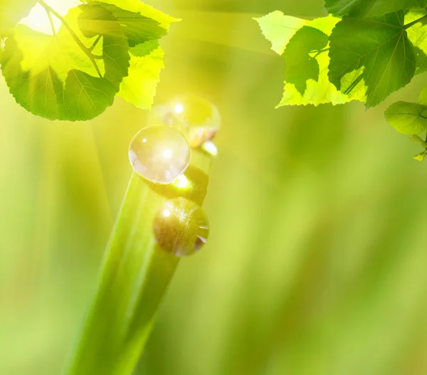 Gotas de água lindas na folha verde — Fotografia de Stock