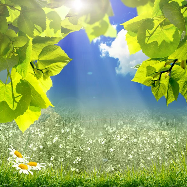 Mavi gökyüzünde yeşil yapraklar ve güneş — Stok fotoğraf