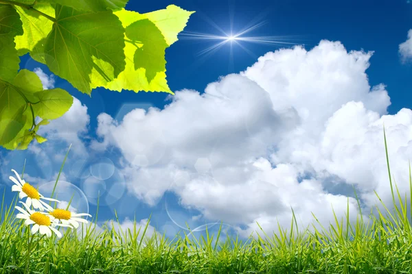 Mavi gökyüzünde yeşil yapraklar ve güneş — Stok fotoğraf