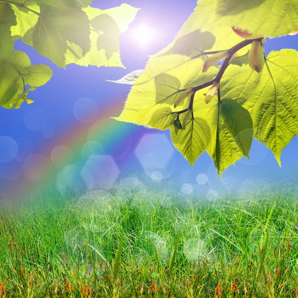 Green leaves and sun on blue sky — Stock Photo, Image