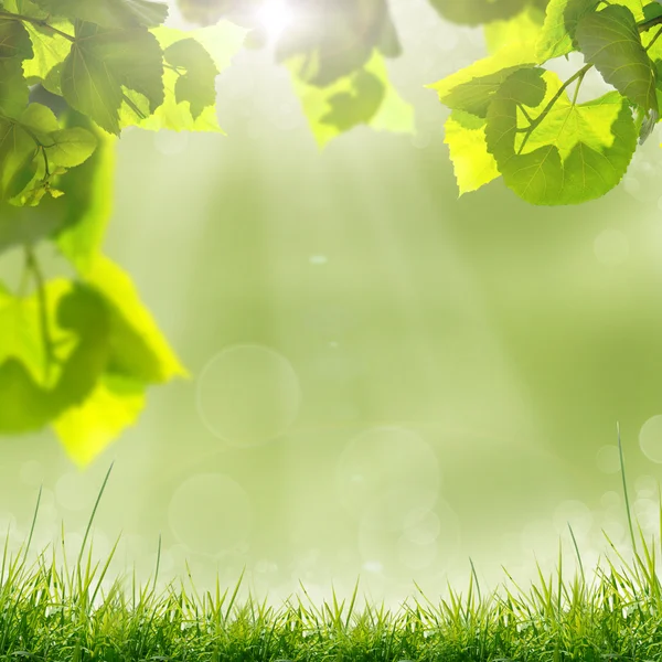 Green leaves and sun on blue sky — Stock Photo, Image