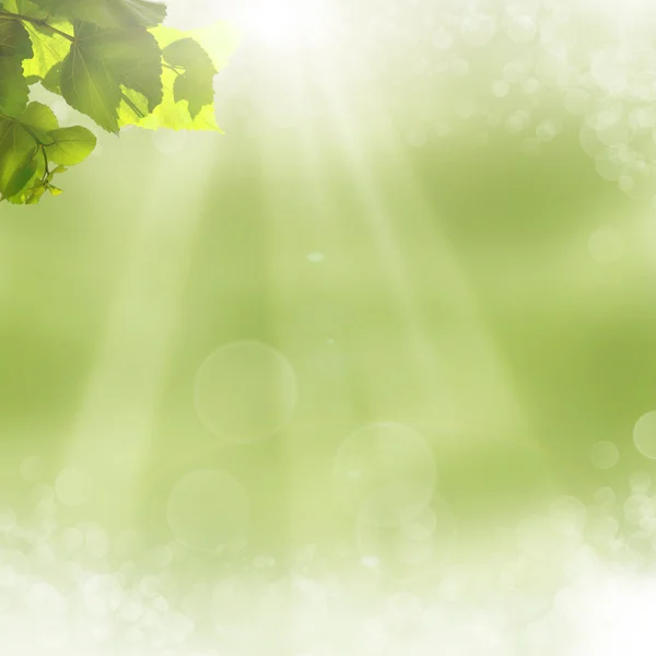 Green leaves and sun on blue sky — Stock Photo, Image