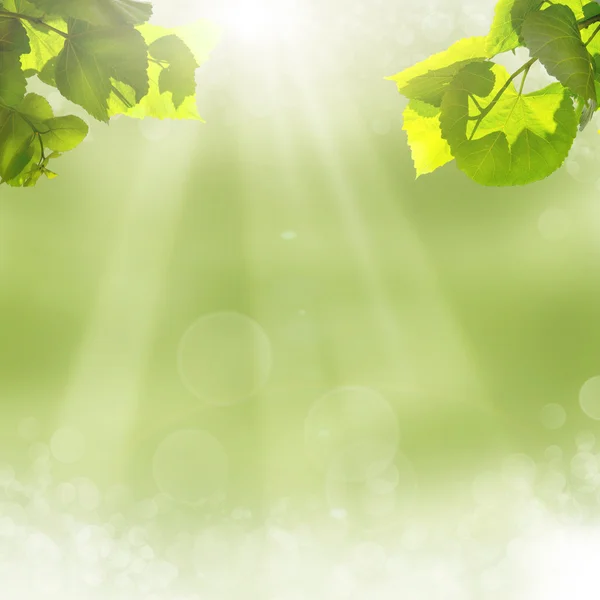 Zelené listy a slunce na modré obloze — Stock fotografie
