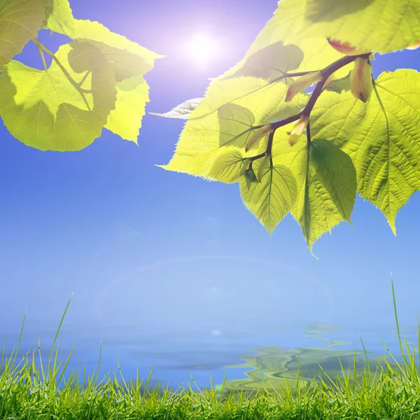 Green leaves and sun on blue sky — Stock Photo, Image