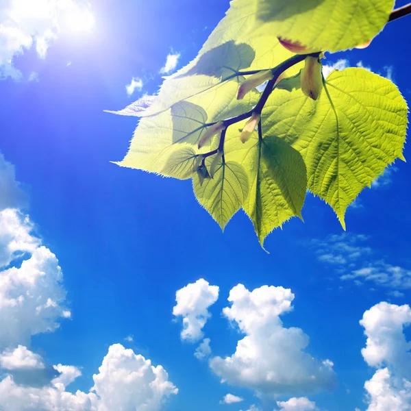 Feuilles vertes et soleil sur ciel bleu — Photo