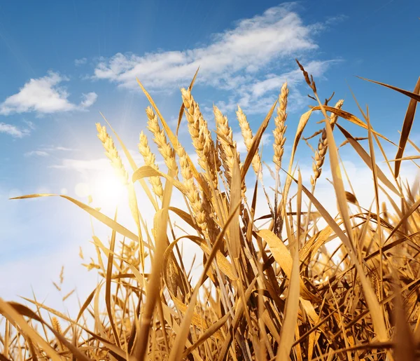 Wheat field against a blue sky — Stock Photo, Image