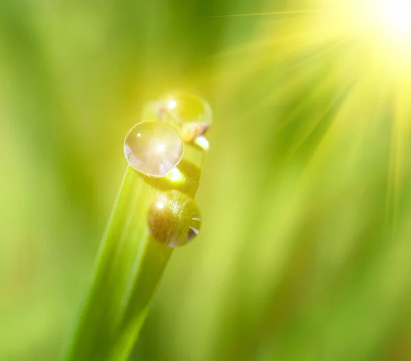 Gotas de água lindas na folha verde — Fotografia de Stock