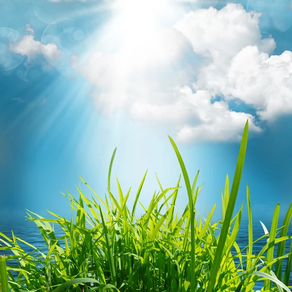 Groene natuur achtergrond op zomer — Stockfoto