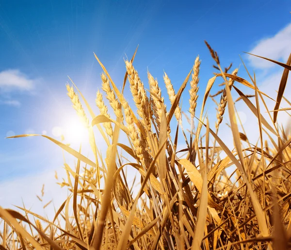 Campo di grano contro un cielo blu — Foto Stock