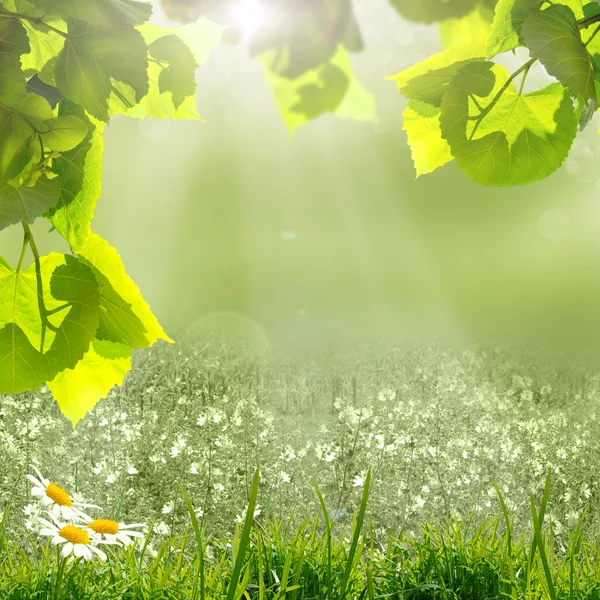 Green leaves and sun on blue sky — Stock Photo, Image