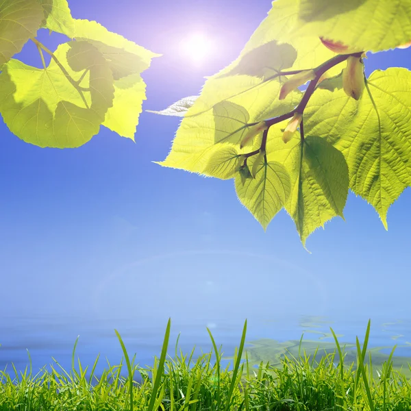 Gröna blad och sol på blå himmel — Stockfoto