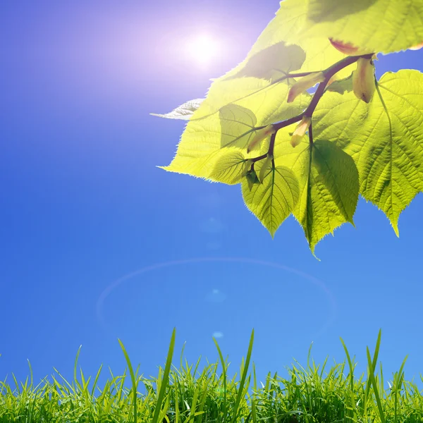 Folhas verdes e sol no céu azul — Fotografia de Stock