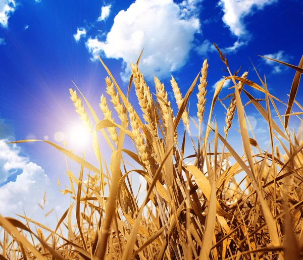 Campo di grano contro un cielo blu — Foto Stock