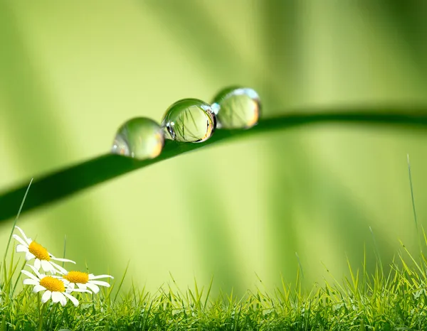 Morning nature background with beautiful drop — Stock Photo, Image