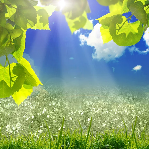 Green leaves and sun on blue sky — Stock Photo, Image